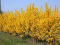 Border Forsythia